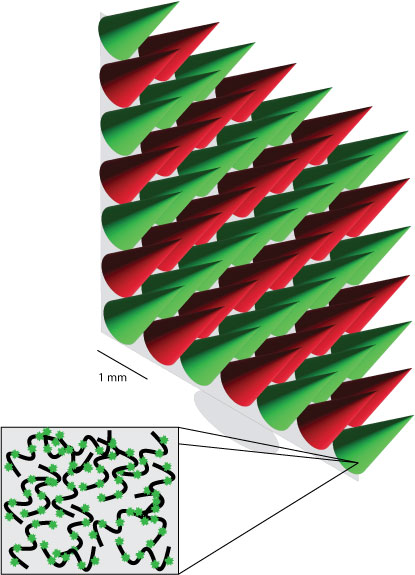 Diagram of a microneedle array (MNA) coated with Label IT labeled nucleic acids.