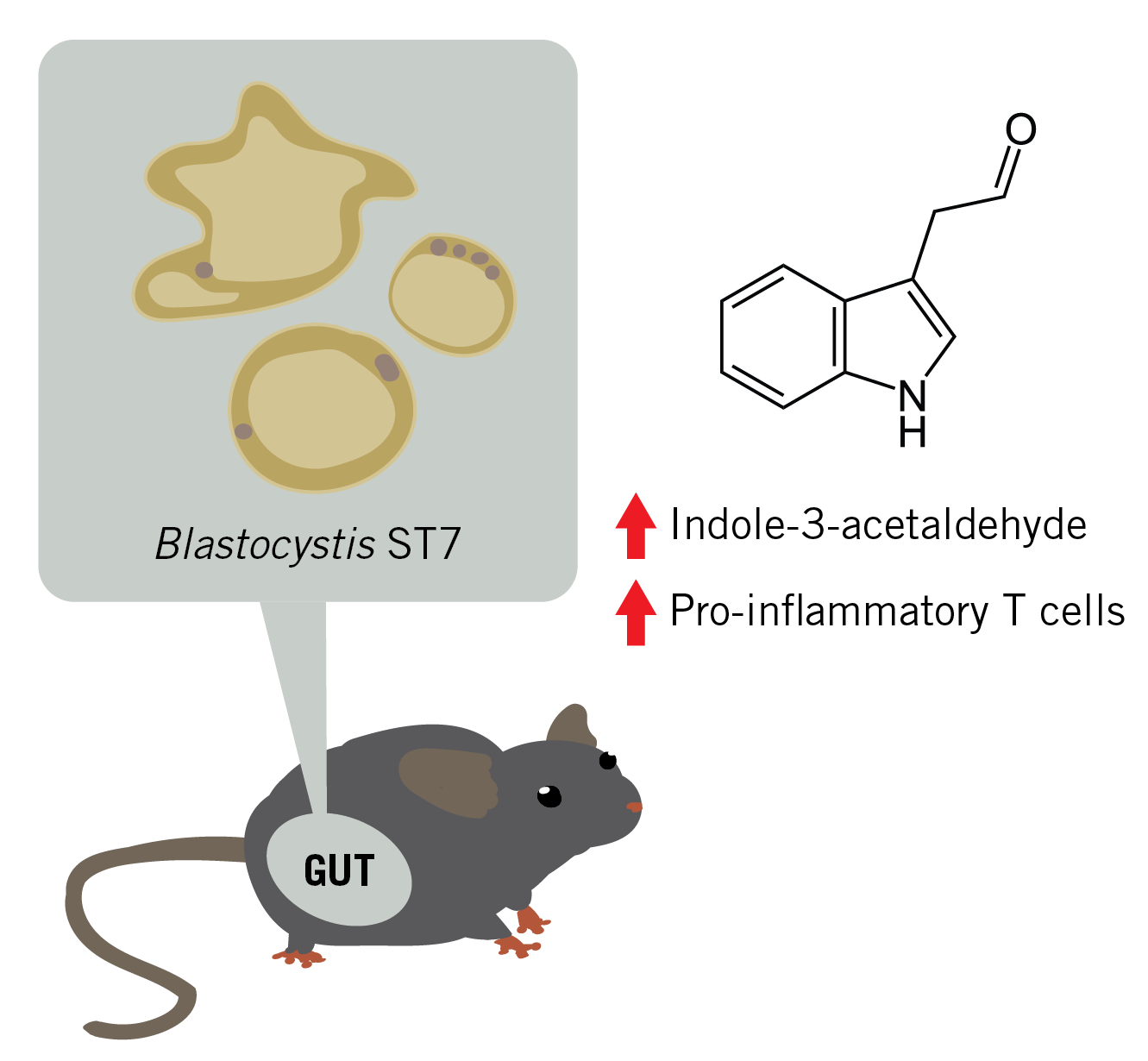 Graphic of a mouse highlighting Blastocystis ST7 in the gut and mechanism of upregulation of indole-3-acetaldehyde and pro-inflammatory T cells.