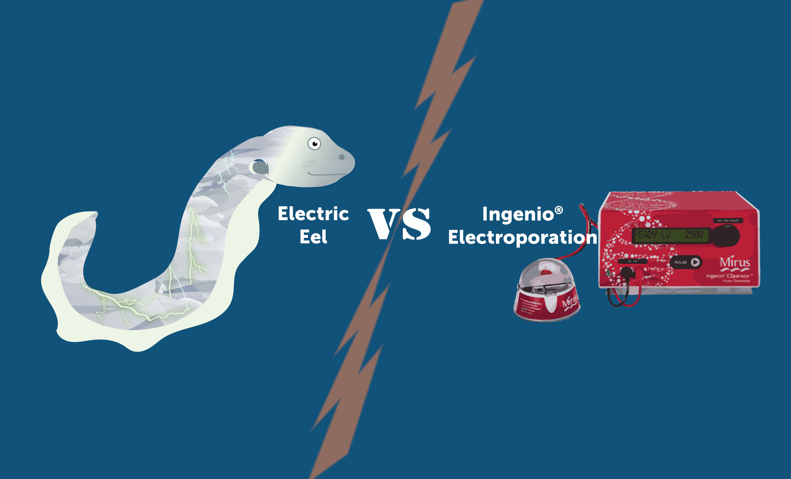 Graphic of an electric eel fighting Ingenio® EZporator® for electroporation.