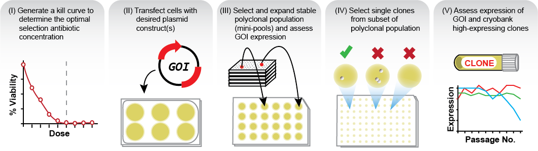 Summary of steps to generate a stable suspension CHO cell line.