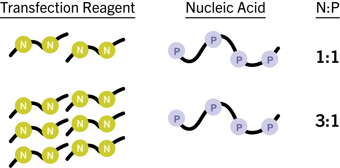 An example illustrating the concept of the N to P ratio with a transfection reagent and nucleic acid.
