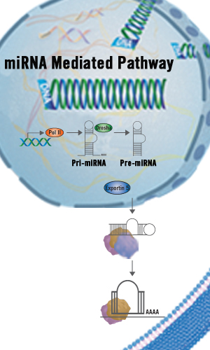 Applications | RNAi Gene Silencing - Mirus Bio