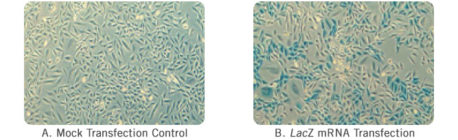 TransIT-mRNA Transfection Kit Mock Transfection and lacZ Data