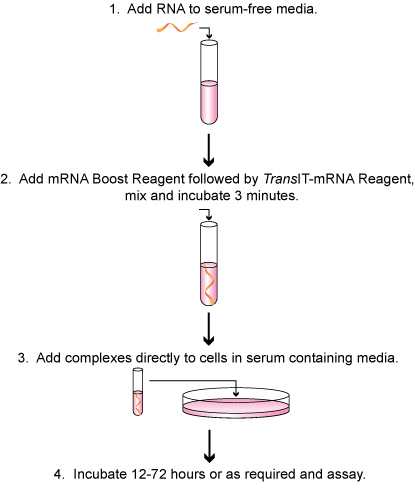 TransIT-mRNA Transfection Kit Easy Transfection Protocol Schematic