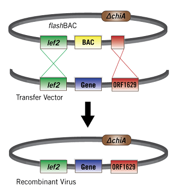 Schematic showing homologous recombination of flashBAC™ baculovirus and transfer vectors.