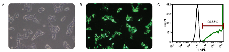 TransIT-LT1 Transfection Reagent iPS Cells Data