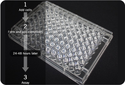 Reverse transfection workflow photo
